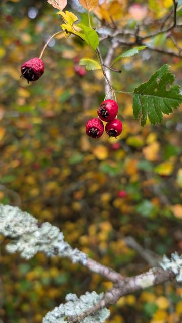 Rote Weißdornbeeren vor herbstlich grünem Buschhintergrund, der außerhalb des Fokus verschwommen ist.