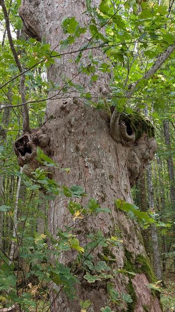 Ein Meter dicker Baum mit zwei knotenähnlichen Verdickungen im Stamm auf ca. 2,5 m Höhe, im Hintergrund Laubwald.